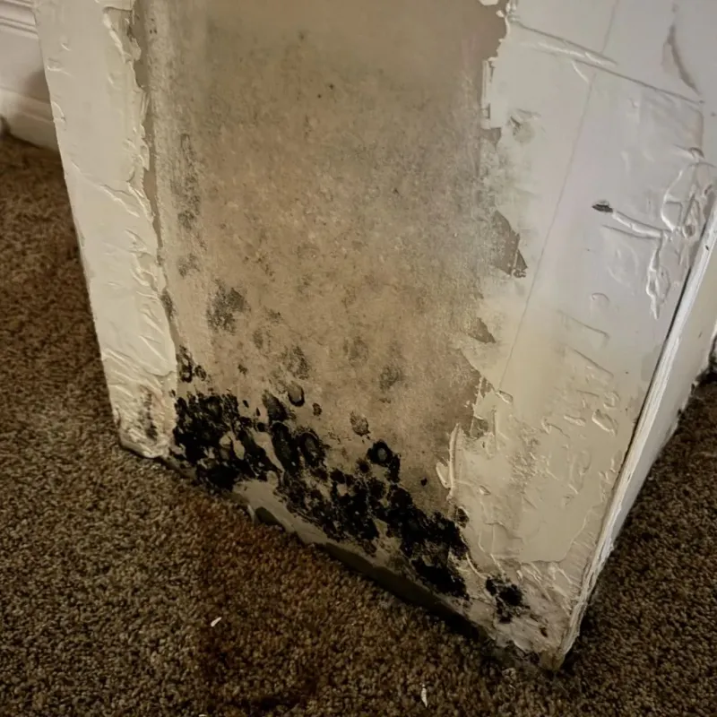 Professional Mold Removal in Salina, KS